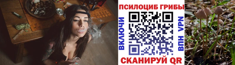где найти   Карабулак  Псилоцибиновые грибы Cubensis 
