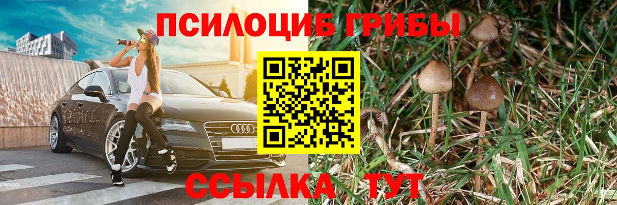 купить наркотики сайты  Псилоцибиновые грибы GOLDEN TEACHER  Вход с VPN  Карабулак 